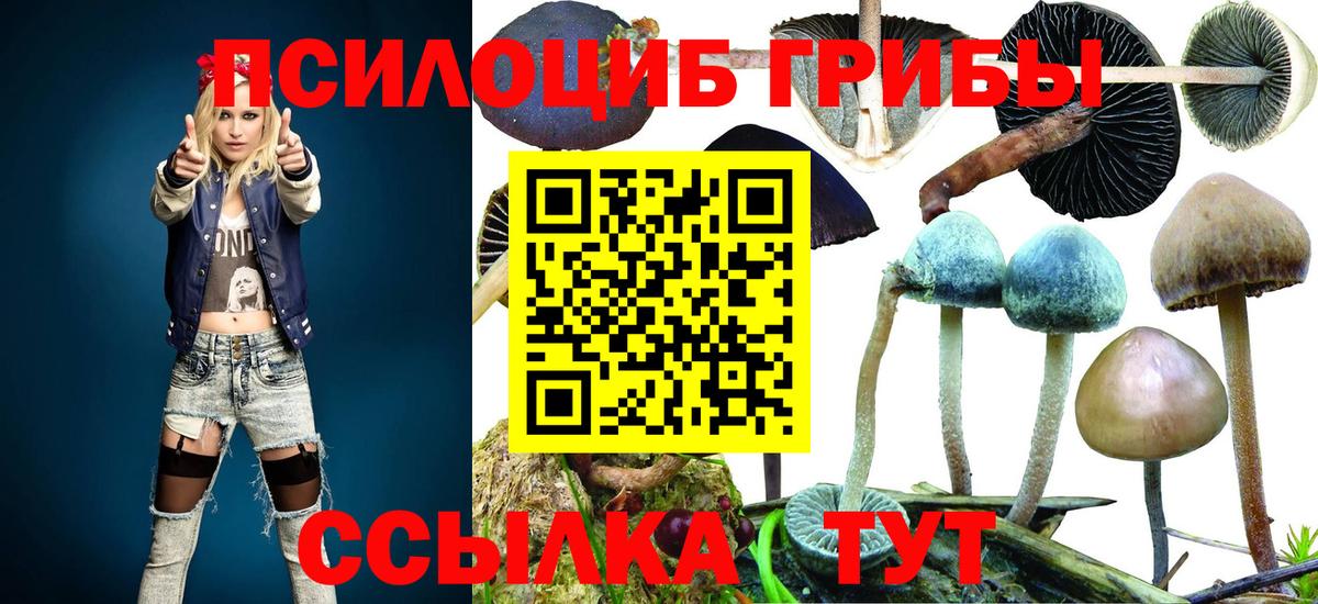 Псилоцибиновые грибы Cubensis Красноярск